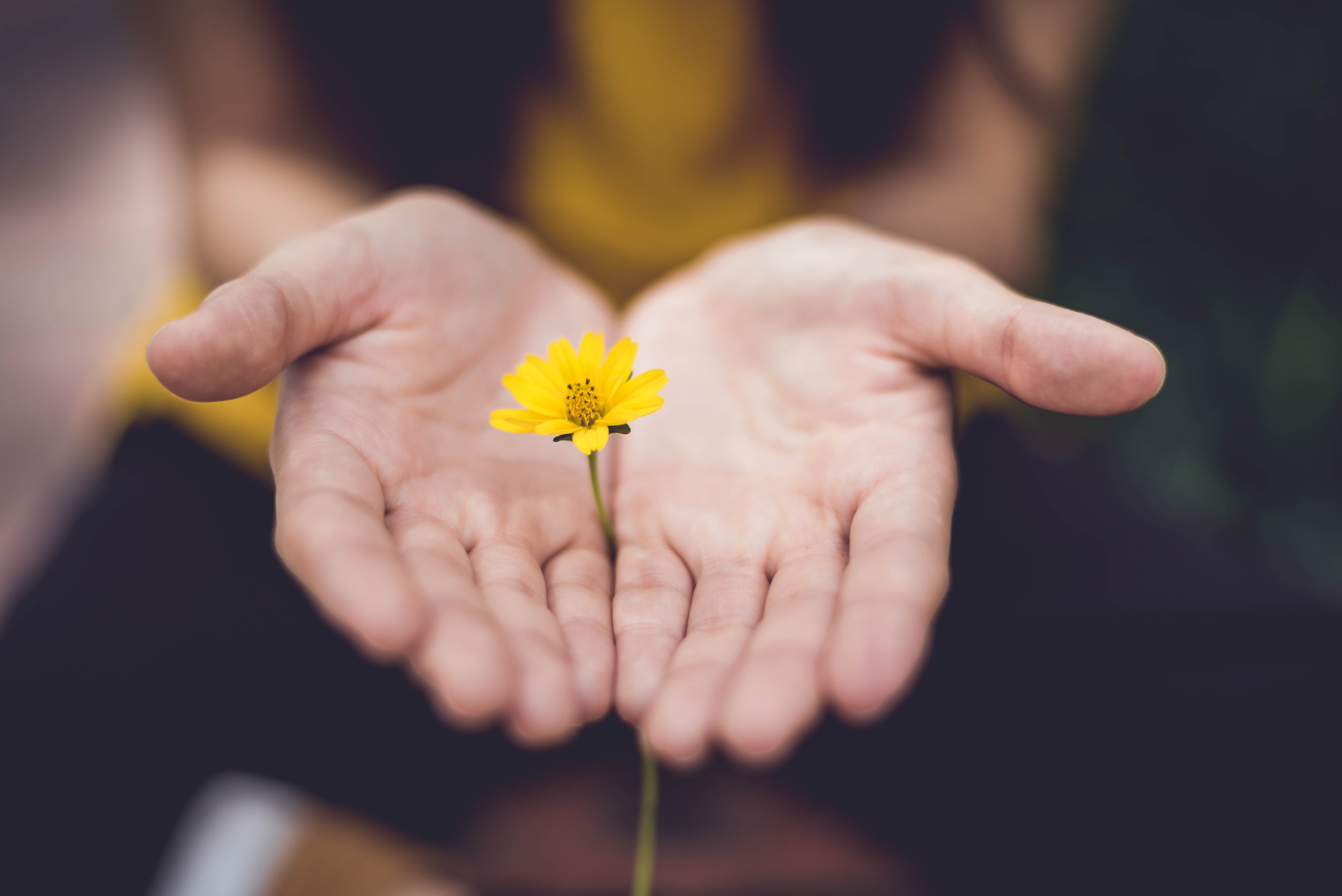 flower in hands image